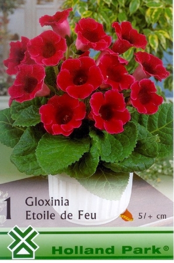 Gloxinia Etoille de Feu; pret 10 lei/bulb
