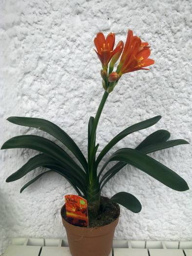 belgian orange hibrid - Clivia