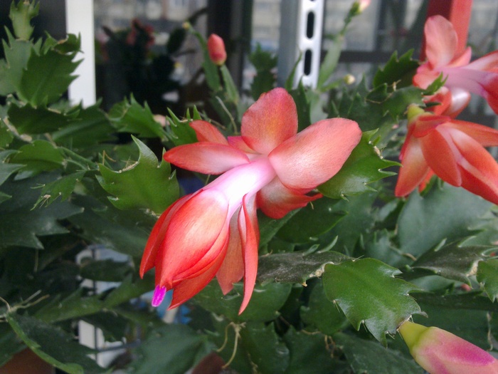 23112010679 - Schlumbergera