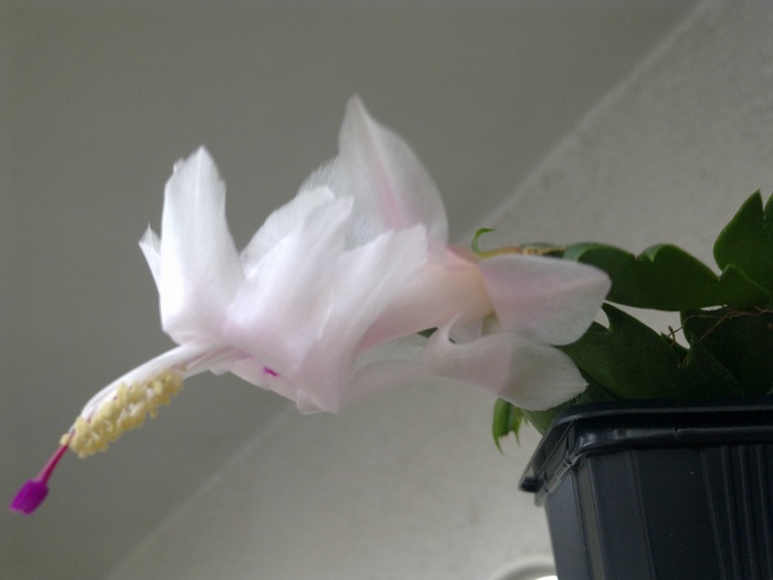 23112010677 - Schlumbergera