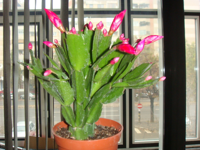 DSC00977 - Schlumbergera