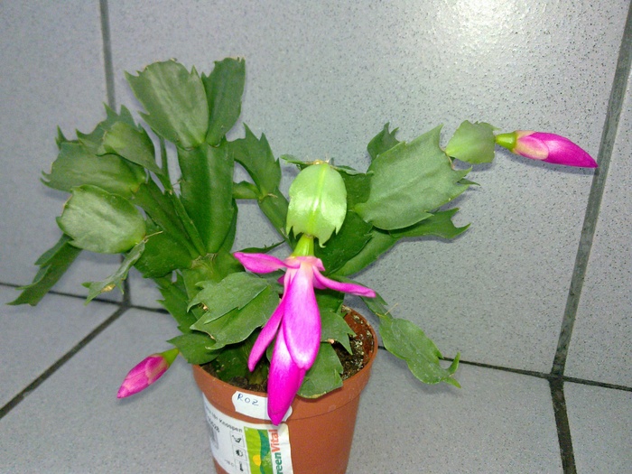 24052010302 - Schlumbergera