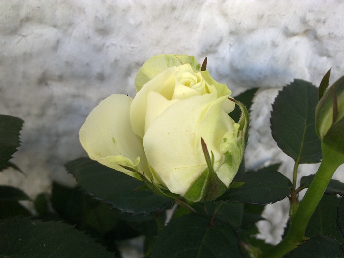 29012011916 - Mini Rose