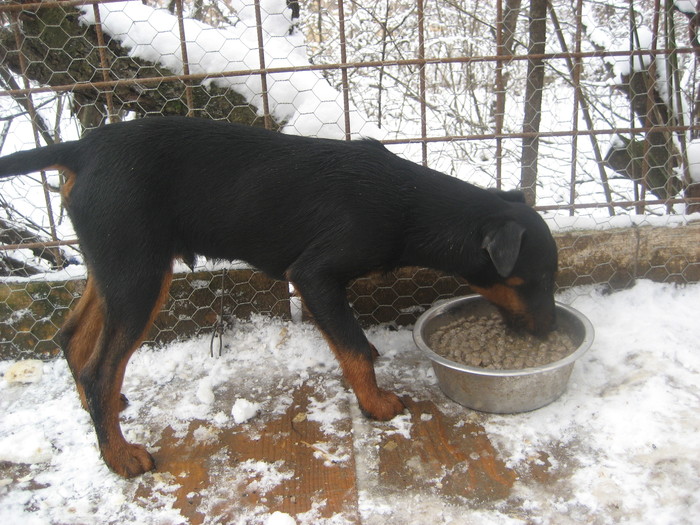 buck2 - mascul Serbia