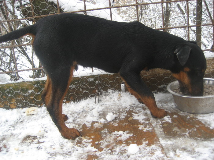 buck4 - mascul Serbia