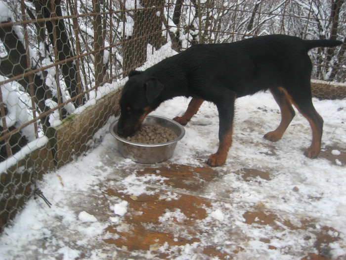 buck11111 - mascul Serbia