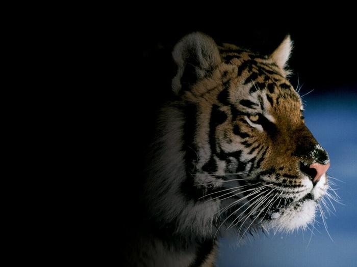 poze_tigru