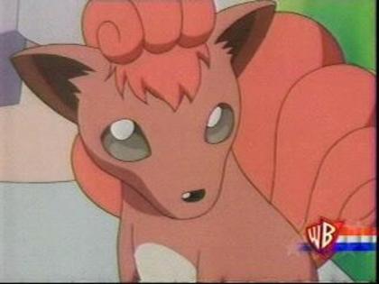 vulpix: uau ce lupta..!!! - Pokemon - Inceputul secretului