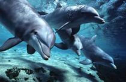 PDGNSQOGCULBEPWPDFG - Lumea delfinilor