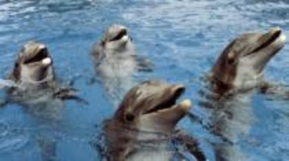 QWRCUQPJOJWEYQFVYEV - Lumea delfinilor