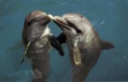 UHNSZKSXHIAZIDSQRKD - Lumea delfinilor