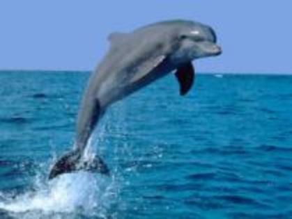 ZNSLLICVNGFFKXUQHTE - Lumea delfinilor