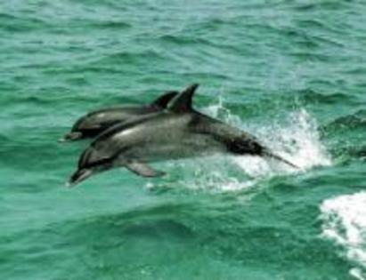 ZVKWIQZQQDVURJAQSMK - Lumea delfinilor