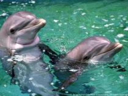 AVTYSBCCBDINJWUNGJZ - Lumea delfinilor