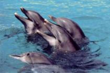 BQJUXLSSGDNXUAMDBQK - Lumea delfinilor