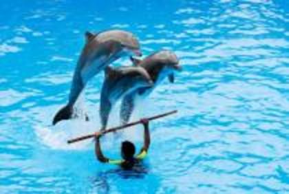 GINOLWKGUWFEQUZQZRZ - Lumea delfinilor
