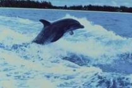 GNYQLLVECFDVCGDVZYC - Lumea delfinilor