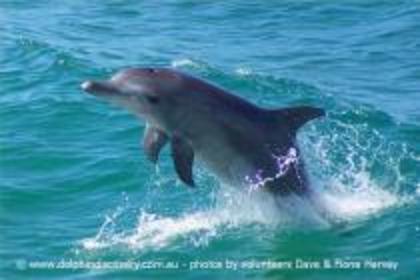 HODPJANDYSOXSBDPSMV - Lumea delfinilor
