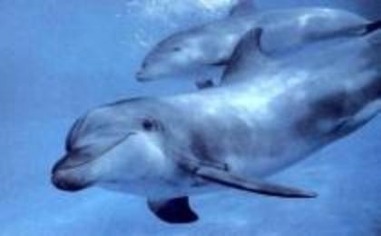 KFPNZZGTHVDZDGFPQRZ - Lumea delfinilor