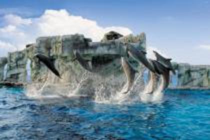 OQPCMKCOUMLYKGFYEAW - Lumea delfinilor