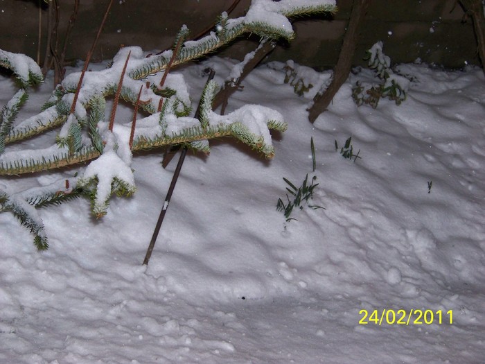 100_9285 - Iarna 2010  2011