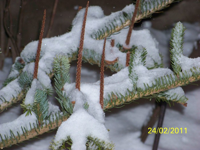 100_9294 - Iarna 2010  2011