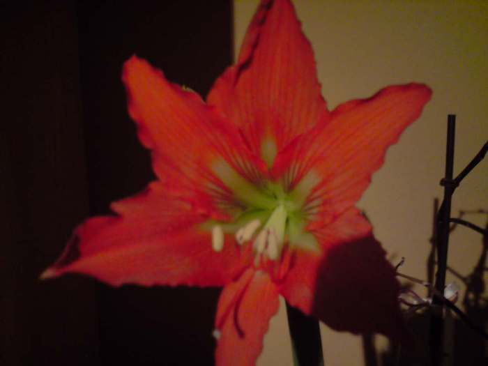 amaryllis