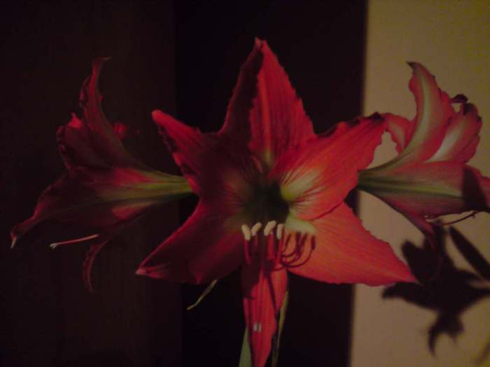 amaryllis - amaryllis