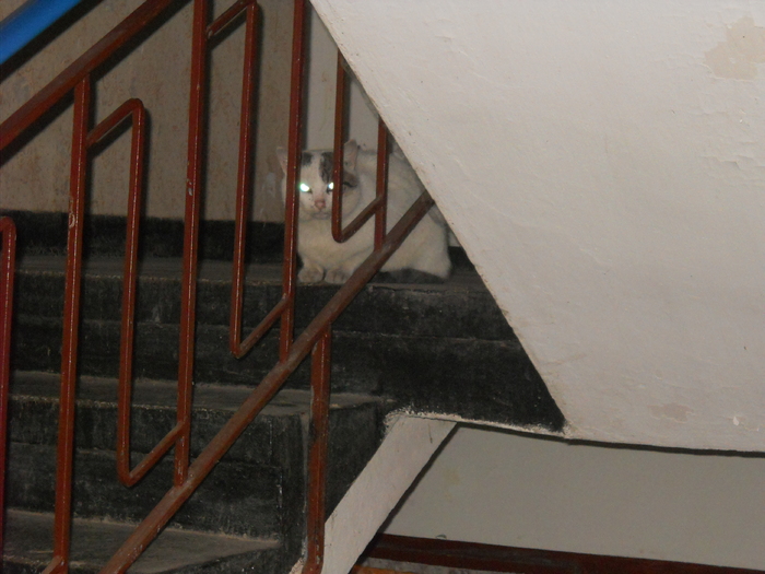 proiectoare dupa gratii