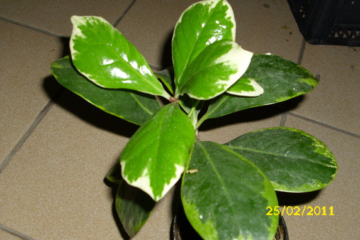 corynocarpus