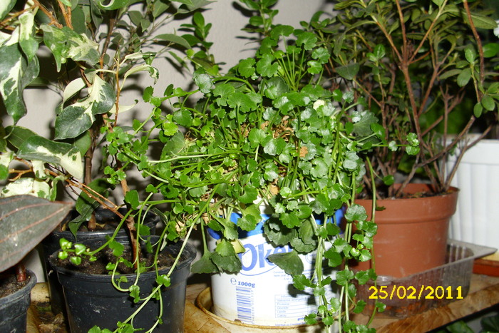 campanula isophylla - plantele mele