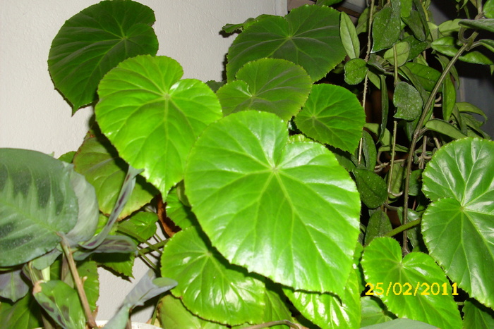 begonia 1 - plantele mele