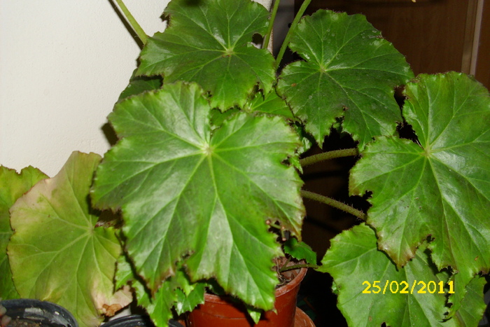 begonia 2 - plantele mele