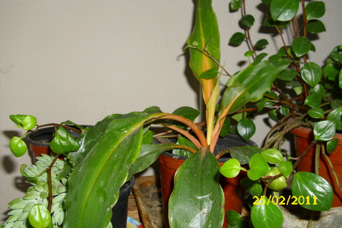 clorophytum orchidastrum - plantele mele