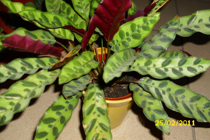 calathea lanceolata - plantele mele