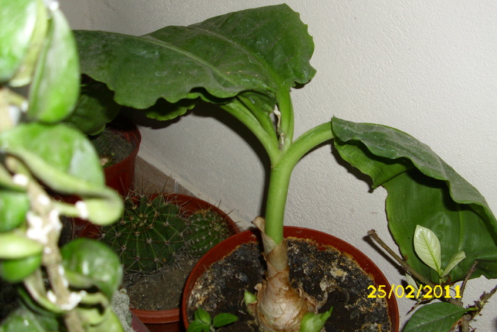 haemanthus katharinae(scadoxus) - plantele mele