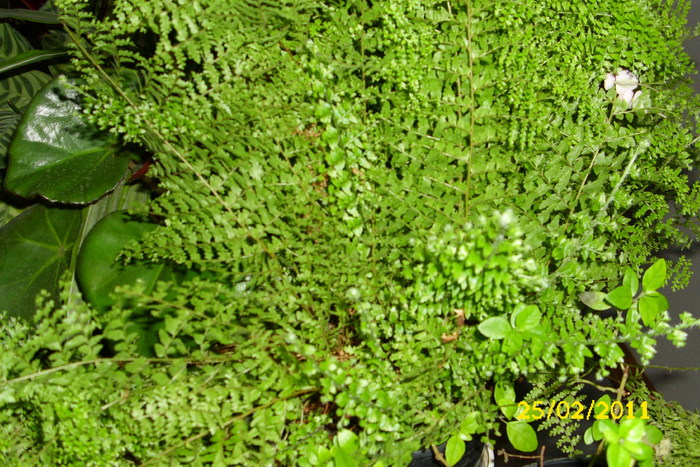 nephrolepis - plantele mele