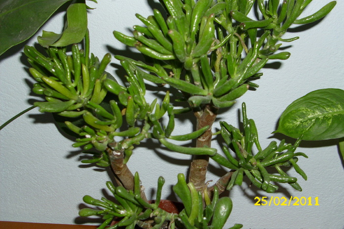 crassula ovata monstrosa