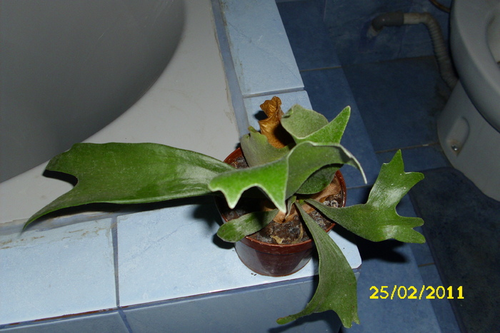 platycerium - plantele mele