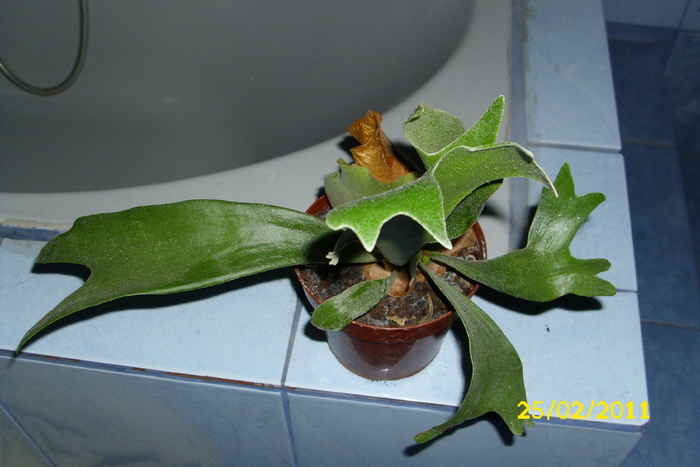 platycerium bifurcatum - plantele mele