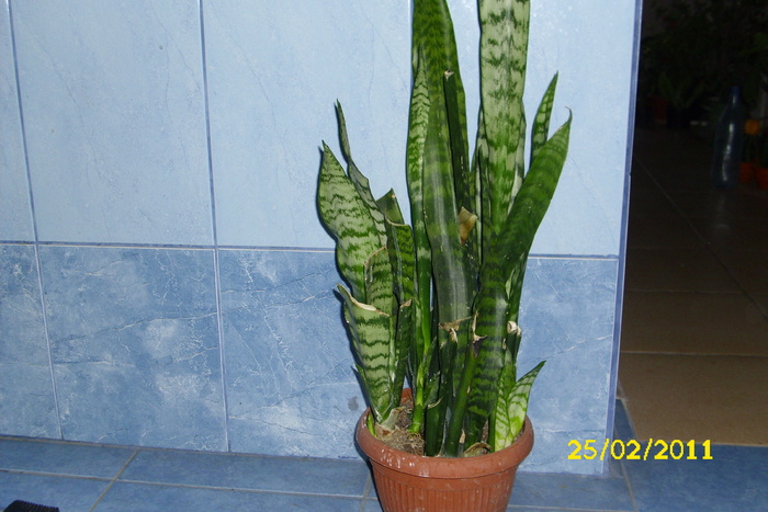 sansevieria trifasciata - plantele mele