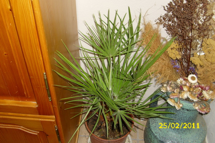 chamaerops humilis