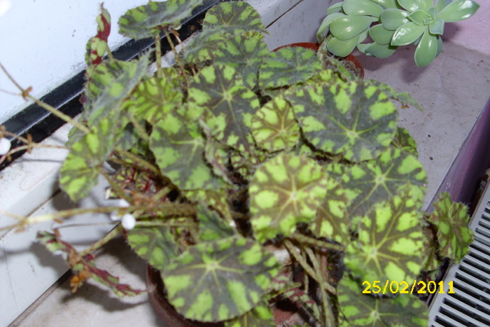 begonia - plantele mele