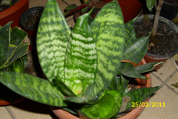 sansevieria trifasciata hahni - plantele mele