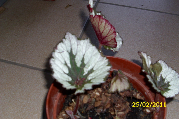 begonia rex - plantele mele