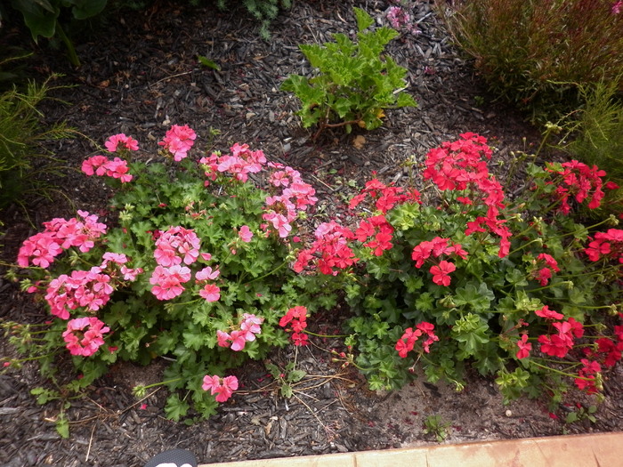 25.02.11 muscate in gradina din fata casei