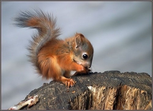 14390-%1A%C3%BD%60-animals-fun-15;_0-nature-cute-15;%3EG_0-squirrels-Cute-Stuff-fav2-saludos_large