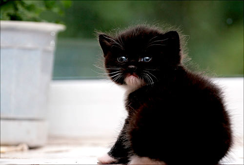 cute_little_kitten_7 - diverse animale florii pasari123