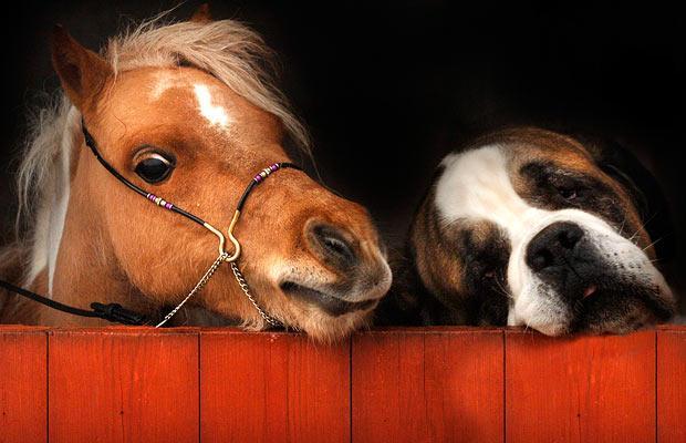 dog-and-pony_1356719i