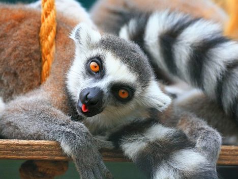 Ring-Tailed Lemurs,